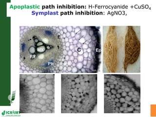 Water stress and climate change adaptation: From trait dissection to yield