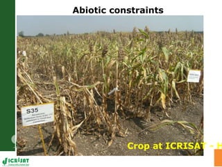 Water stress and climate change adaptation: From trait dissection to yield