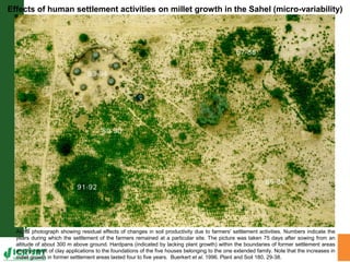 Water stress and climate change adaptation: From trait dissection to yield