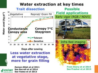 Water stress and climate change adaptation: From trait dissection to yield