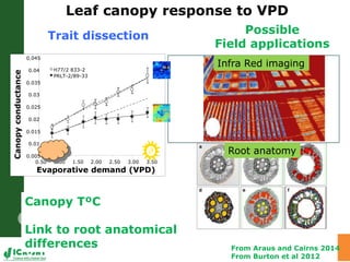Water stress and climate change adaptation: From trait dissection to yield