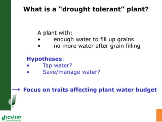 Water stress and climate change adaptation: From trait dissection to yield