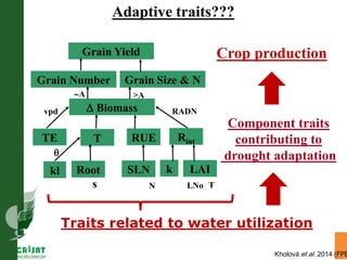Water stress and climate change adaptation: From trait dissection to yield