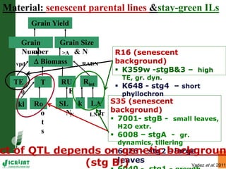 Water stress and climate change adaptation: From trait dissection to yield