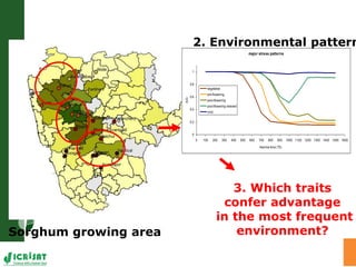Water stress and climate change adaptation: From trait dissection to yield