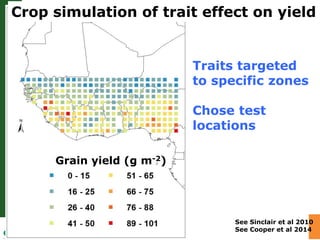 Water stress and climate change adaptation: From trait dissection to yield
