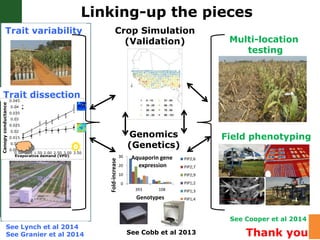 Water stress and climate change adaptation: From trait dissection to yield