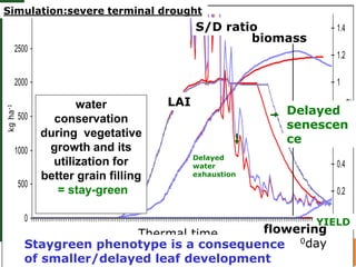 Trait phenotyping: About asking the right questions to harness phenomics' progress 