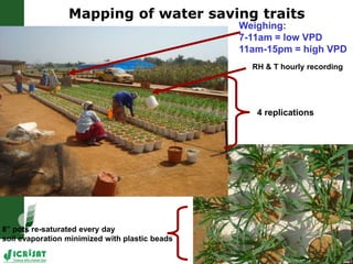 Trait phenotyping: About asking the right questions to harness phenomics' progress 