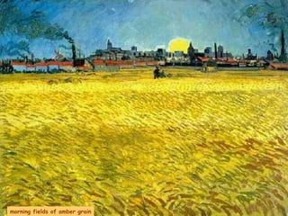 morning fields of amber grain 