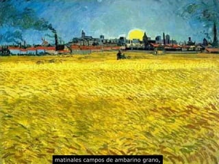 matinales  campos de ambarino grano, 