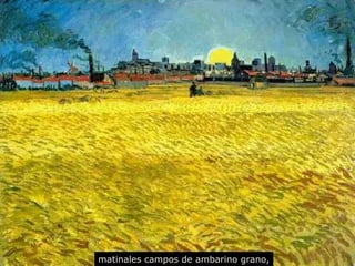 matinales  campos de ambarino grano, 