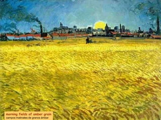 morning fields of amber grain
campos matinales de granos ámbar
 