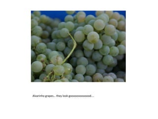 Alvarinho grapes… theylookgooooooooooood….