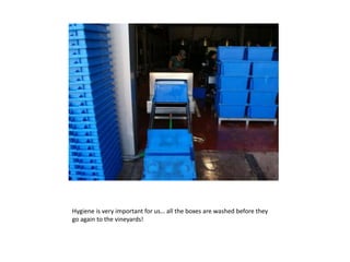 Hygieneisveryimportant for us… allthe boxes are washedbeforetheygoagain to thevineyards!