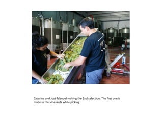 Catarina and José Manuel makingthe 2nd selection. Thefirstoneismadeinthevineyardswhilepicking…