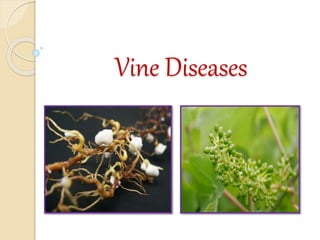 Vine Diseases
 