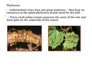 Phylloxera:
Unfortunately vines have one great weakness – they have no
resistance to the aphid phylloxera (Greek word for dry leaf)
These small yellow insects puncture the roots of the vine and
form galls on the underside of the Leaves
 