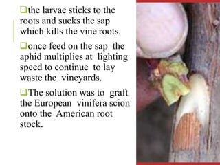 the larvae sticks to the
roots and sucks the sap
which kills the vine roots.
once feed on the sap the
aphid multiplies at lighting
speed to continue to lay
waste the vineyards.
The solution was to graft
the European vinifera scion
onto the American root
stock.
 