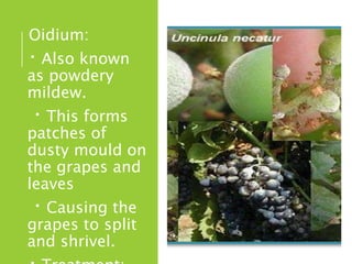 Oidium:
Also known
as powdery
mildew.
This forms
patches of
dusty mould on
the grapes and
leaves
Causing the
grapes to split
and shrivel.
 