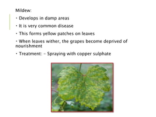 Mildew:
Develops in damp areas
It is very common disease
This forms yellow patches on leaves
When leaves wither, the grapes become deprived of
nourishment
Treatment: - Spraying with copper sulphate
 
