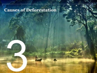 Causes of Deforestation 
 