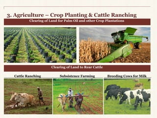 3. Agriculture – Crop Planting & Cattle Ranching 
Clearing of Land for PalmOil and other Crop Plantations 
Clearing of Land to Rear Cattle 
Cattle Ranching Subsistence Farming Breeding Cows forMilk 
 
