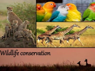 Wildlife conservation 
 