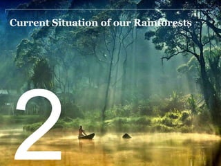 Current Situation of our Rainforests 
 