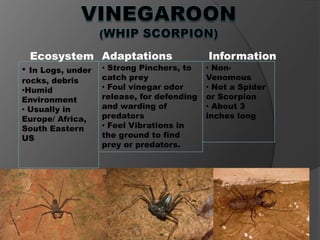Ecosystem Adaptations                   Information
• In Logs, under   • Strong Pinchers, to    • Non-
rocks, debris      catch prey               Venomous
•Humid             • Foul vinegar odor      • Not a Spider
Environment        release, for defending   or Scorpion
• Usually in       and warding of           • About 3
Europe/ Africa,    predators                inches long
South Eastern      • Feel Vibrations in
US                 the ground to find
                   prey or predators.
 