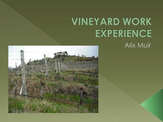 VINEYARD WORK EXPERIENCE Alix Muir 