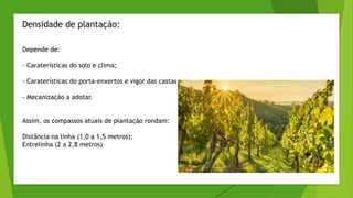 Densidade de plantação:
Depende de:
- Caraterísticas do solo e clima;
- Caraterísticas do porta-enxertos e vigor das castas;
- Mecanização a adotar.
Assim, os compassos atuais de plantação rondam:
Distância na linha (1,0 a 1,5 metros);
Entrelinha (2 a 2,8 metros)
 