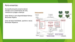 Porta-enxertos:
Na escolha do porta-enxerto devem
atender-se às caraterísticas do solo,
resistência a pragas e doenças
Solos férteis e com disponibilidade hídrica:
Berlandier-Ripária
Solos de baixa fertilidade, quentes e secos:
Berlandier-Rupestris
 
