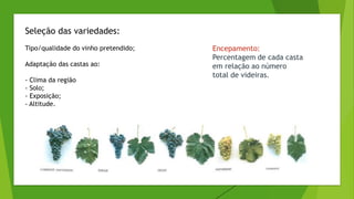 Seleção das variedades:
Tipo/qualidade do vinho pretendido;
Adaptação das castas ao:
- Clima da região
- Solo;
- Exposição;
- Altitude.
Encepamento:
Percentagem de cada casta
em relação ao número
total de videiras.
 