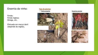 Enxertia da vinha:
Fenda;
Fenda inglesa;
Omega, etc.
Efetuada em março/abril
(depende da região),
 