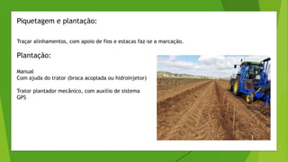 Piquetagem e plantação:
Traçar alinhamentos, com apoio de fios e estacas faz-se a marcação.
Plantação:
Manual
Com ajuda do trator (broca acoplada ou hidroinjetor)
Trator plantador mecânico, com auxilio de sistema
GPS
 
