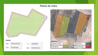 Planta da vinha
 