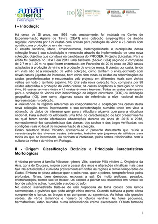 1
I – Introdução
Há cerca de 25 anos, em 1993 mais precisamente, foi instalada no Centro de
Experimentação Agrária de Tavira (CEAT) uma colecção ampelográfica de âmbito
regional, composta por 129 castas com aptidão para produção de vinho e 73 castas com
aptidão para produção de uva de mesa.
O estado sanitário, idade, envelhecimento, heterogeneidade e decrepitude dessa
colecção levou à sua substituição e renovação através da implementação de uma nova
colecção, objectivo que constava na candidatura do PRODER, Projecto Sulcastas. Para o
efeito foi plantada no CEAT em 2013 uma bacelada (bacelo SO4) segundo o compasso
de 2,7 m x 1,20 m no qual foram enxertadas em Fevereiro de 2014 cerca de 280 castas
adaptadas à produção de vinho e à produção de uva de mesa, 6 plantas por casta, tendo
em vista não só a renovação da velha colecção, como também o enriquecimento com
novas castas julgadas de interesse, bem como com todas as castas ou denominações de
castas georeferênciadas e recuperadas pelo projecto em diferentes locais com vinhas
velhas em todo o território algarvio. No total esta nova colecção ficou composta por 98
castas adaptadas à produção de vinho branco, 84 castas adaptadas à produção de vinho
tinto, 56 castas de mesa tintas e 42 castas de mesa brancas. Todas as castas autorizadas
para a produção de vinhos com denominação de origem controlada (DOC) ou indicação
geográfica (IG), bem como algumas castas de referência a nível nacional estão
representadas na colecção.
A inexistência de registos referentes ao comportamento e adaptação das castas desta
nova colecção, tornou interessante a sua caracterização sumária tendo em vista a
obtenção de dados de interesse quer para a viticultura algarvia quer para a viticultura
nacional. Para o efeito foi elaborada uma ficha de caracterização de fácil preenchimento
na qual foram sendo efectuadas observações durante os anos de 2016 a 2018,
nomeadamente das características das plantas, dos cachos e dos bagos verificadas nas
condições reais do local de implementação da colecção.
Como resultado desse trabalho apresenta-se o presente documento que reúne a
caracterização das diversas castas existentes, trabalho que julgamos de utilidade para
todos os que se interessam, ou venham a interessar, pelos temas relacionados com a
cultura da vinha e do vinho em Portugal.
II - Origem, Classificação Botânica e Principais Características
Morfológicas
A videira pertence à família Vitaceae, género Vitis, espécie Vitis vinífera L. Originária da
Ásia, zona do Cáucaso, migrou com o passar dos anos e alterações climáticas mais para
Sul. Na actualidade é cultivada praticamente em todas as regiões e climas temperados do
Globo. Embora se possa adaptar quer a solos ricos, quer a pobres, tem preferência pelos
profundos, férteis, bem drenados, expostos a sul. Os muito argilosos, pesados,
encharcadiços, salinos são de excluir. Os bacelos a plantar são escolhidos em função do
teor de calcário activo, humidade e acidez do solo.
No estado assilvestrado trata-se de uma trepadeira de folha caduca com ramos
sarmentosos e gavinhas que pode atingir vários metros. Quando cultivada a parte aérea
compreende o tronco, os braços e os pampanos ou sarmentos. As folhas são grandes
verdes, de vários tamanhos e número de lóbulos variável. As flores pequenas,
hermafroditas, estão reunidas numa inflorescência creme esverdeada. O fruto formado
 