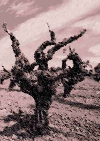 Vinha - Colecção Ampelográfica do CEAT