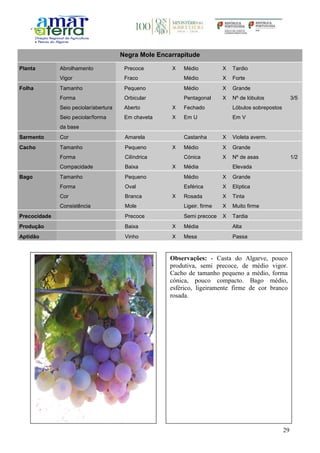 29
Negra Mole Encarrapitude
Planta Abrolhamento Precoce X Médio X Tardio
Vigor Fraco Médio X Forte
Folha Tamanho Pequeno Médio X Grande
Forma Orbicular Pentagonal X Nº de lóbulos 3/5
Seio peciolar/abertura Aberto X Fechado Lóbulos sobrepostos
Seio peciolar/forma
da base
Em chaveta X Em U Em V
Sarmento Cor Amarela Castanha X Violeta averm.
Cacho Tamanho Pequeno X Médio X Grande
Forma Cilíndrica Cónica X Nº de asas 1/2
Compacidade Baixa X Média Elevada
Bago Tamanho Pequeno Médio X Grande
Forma Oval Esférica X Elíptica
Cor Branca X Rosada X Tinta
Consistência Mole Ligeir. firme X Muito firme
Precocidade Precoce Semi precoce X Tardia
Produção Baixa X Média Alta
Aptidão Vinho X Mesa Passa
Observações: - Casta do Algarve, pouco
produtiva, semi precoce, de médio vigor.
Cacho de tamanho pequeno a médio, forma
cónica, pouco compacto. Bago médio,
esférico, ligeiramente firme de cor branco
rosada.
 