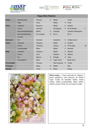30
Negra Mole Rasteira
Planta Abrolhamento Precoce X Médio Tardio
Vigor Fraco Médio X Forte
Folha Tamanho Pequeno Médio X Grande
Forma Orbicular Pentagonal X Nº de lóbulos 3
Seio peciolar/abertura Aberto X Fechado Lóbulos sobrepostos
Seio peciolar/forma
da base
Em chaveta X Em U Em V
Sarmento Cor Amarela Castanha X Violeta averm.
Cacho Tamanho Pequeno Médio X Grande
Forma Cilíndrica Cónica X Nº de asas 1/2
Compacidade Baixa Média X Elevada
Bago Tamanho Pequeno Médio X Grande
Forma Oval Esférica X Elíptica
Cor Branca X Rosada X Tinta
Consistência Mole X Ligeir. firme Muito firme
Precocidade Precoce Semi precoce X Tardia
Produção Baixa X Média Alta
Aptidão Vinho X Mesa Passa
Observações: - Casta cultivada no Algarve,
pouco produtiva, semi precoce, de médio
vigor. Cacho de tamanho médio, forma
cónica, média compacidade. Bago médio,
esférico, pouco firme, de cor branco rosada.
 