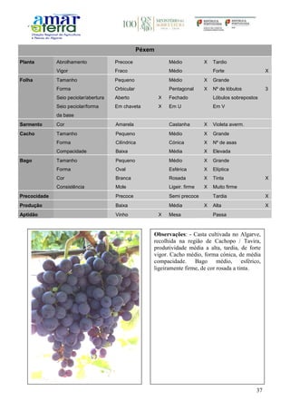 37
Péxem
Planta Abrolhamento Precoce Médio X Tardio
Vigor Fraco Médio Forte X
Folha Tamanho Pequeno Médio X Grande
Forma Orbicular Pentagonal X Nº de lóbulos 3
Seio peciolar/abertura Aberto X Fechado Lóbulos sobrepostos
Seio peciolar/forma
da base
Em chaveta X Em U Em V
Sarmento Cor Amarela Castanha X Violeta averm.
Cacho Tamanho Pequeno Médio X Grande
Forma Cilíndrica Cónica X Nº de asas
Compacidade Baixa Média X Elevada
Bago Tamanho Pequeno Médio X Grande
Forma Oval Esférica X Elíptica
Cor Branca Rosada X Tinta X
Consistência Mole Ligeir. firme X Muito firme
Precocidade Precoce Semi precoce Tardia X
Produção Baixa Média X Alta X
Aptidão Vinho X Mesa Passa
Observações: - Casta cultivada no Algarve,
recolhida na região de Cachopo / Tavira,
produtividade média a alta, tardia, de forte
vigor. Cacho médio, forma cónica, de média
compacidade. Bago médio, esférico,
ligeiramente firme, de cor rosada a tinta.
 