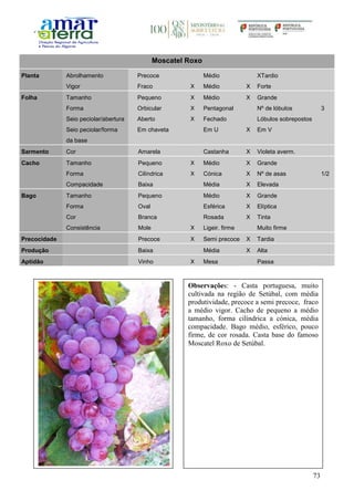 73
Moscatel Roxo
Planta Abrolhamento Precoce Médio XTardio
Vigor Fraco X Médio X Forte
Folha Tamanho Pequeno X Médio X Grande
Forma Orbicular X Pentagonal Nº de lóbulos 3
Seio peciolar/abertura Aberto X Fechado Lóbulos sobrepostos
Seio peciolar/forma
da base
Em chaveta Em U X Em V
Sarmento Cor Amarela Castanha X Violeta averm.
Cacho Tamanho Pequeno X Médio X Grande
Forma Cilíndrica X Cónica X Nº de asas 1/2
Compacidade Baixa Média X Elevada
Bago Tamanho Pequeno Médio X Grande
Forma Oval Esférica X Elíptica
Cor Branca Rosada X Tinta
Consistência Mole X Ligeir. firme Muito firme
Precocidade Precoce X Semi precoce X Tardia
Produção Baixa Média X Alta
Aptidão Vinho X Mesa Passa
Observações: - Casta portuguesa, muito
cultivada na região de Setúbal, com média
produtividade, precoce a semi precoce, fraco
a médio vigor. Cacho de pequeno a médio
tamanho, forma cilíndrica a cónica, média
compacidade. Bago médio, esférico, pouco
firme, de cor rosada. Casta base do famoso
Moscatel Roxo de Setúbal.
 