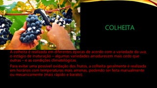 COLHEITA
A colheita é realizada em diferentes épocas de acordo com a variedade da uva,
o estágio de maturação – algumas variedades amadurecem mais cedo que
outras – e as condições climatológicas
Para evitar uma possível oxidação dos frutos, a colheita geralmente é realizada
em horários com temperaturas mais amenas, podendo ser feita manualmente
ou mecanicamente (mais rápido e barato).
 