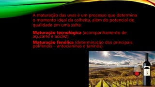 A maturação das uvas é um processo que determina
o momento ideal da colheita, além do potencial de
qualidade em uma safra:
Maturação tecnológica (acompanhamento de
açúcares e acidez)
Maturação fenólica (determinação dos principais
polifenóis – antocianinas e taninos)
 