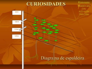 Ristorante
        CURIOSIDADES          Mantovani
                                  (18)
2,0 m                          8123-8226
                               3909-1986


1,6 m



1,3 m



1,0 m




            Diagrama de espaldeira
                         11
 