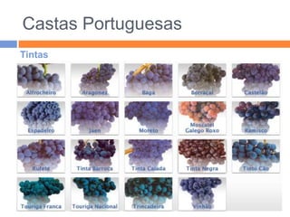 Branco.Quanto ao Teor de Açúcar:Seco;