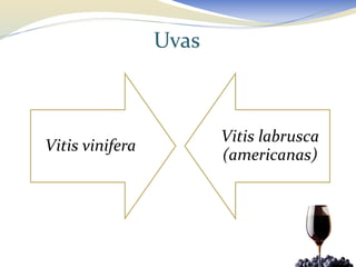 Uvas



                        Vitis labrusca
Vitis vinifera
                        (americanas)
 