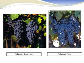 Cabernet Sauvignon   Cabernet Franc
 