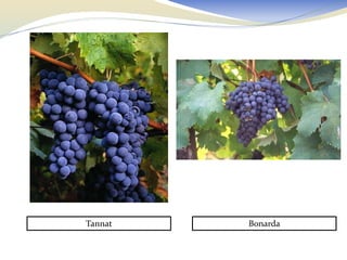 Tannat   Bonarda
 